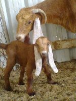 جفرة مع أمها.jpg